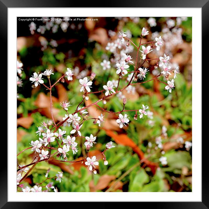 London pride,  Saxifraga, Framed Mounted Print by Frank Irwin