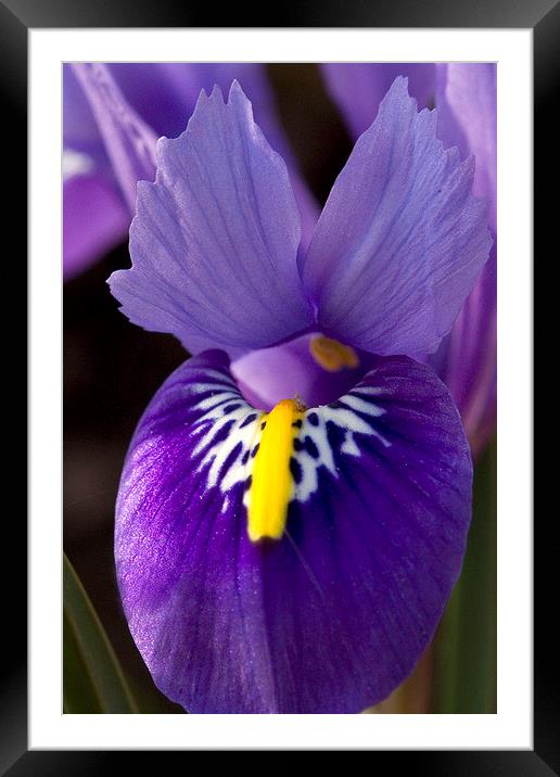 Purple Iris 2 Framed Mounted Print by Colin Tracy