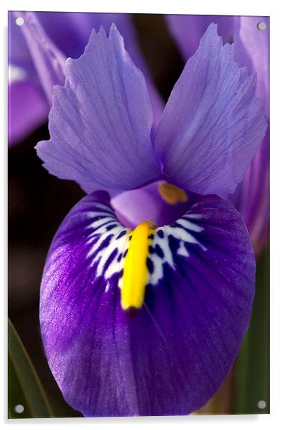 Purple Iris 2 Acrylic by Colin Tracy