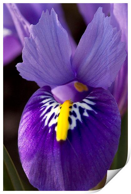 Purple Iris 2 Print by Colin Tracy