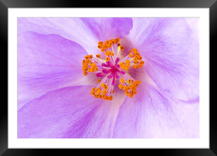 Abutilon Framed Mounted Print by Colin Tracy