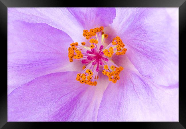 Abutilon Framed Print by Colin Tracy