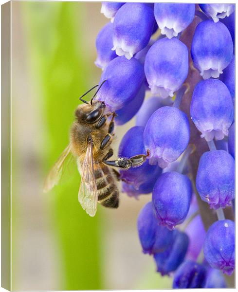 Bee on Grape Hyacinth Canvas Print by Colin Tracy
