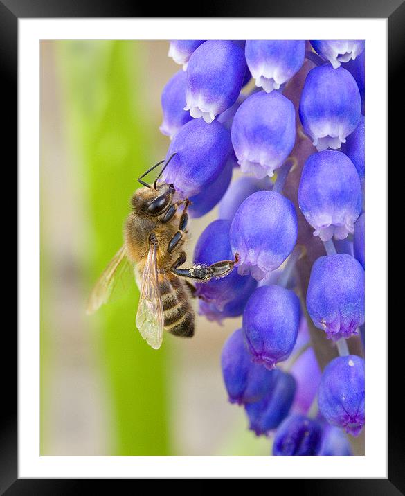 Bee on Grape Hyacinth Framed Mounted Print by Colin Tracy