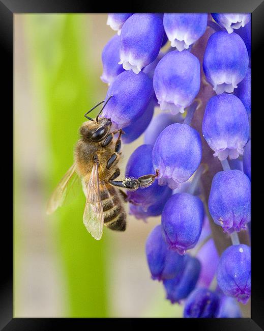 Bee on Grape Hyacinth Framed Print by Colin Tracy