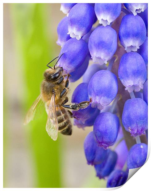 Bee on Grape Hyacinth Print by Colin Tracy