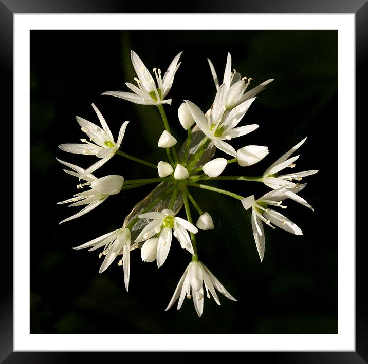 Wild Garlic Framed Mounted Print by Colin Tracy