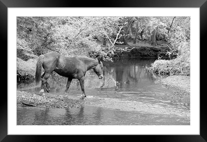 New Forest Pony Framed Mounted Print by Colin Tracy