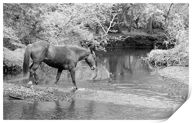 New Forest Pony Print by Colin Tracy