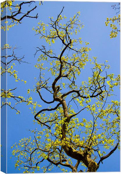 Dancing Oak Branch Canvas Print by Colin Tracy