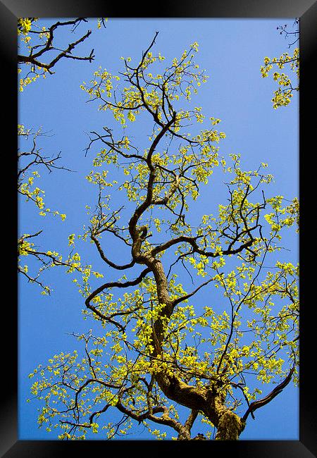 Dancing Oak Branch Framed Print by Colin Tracy