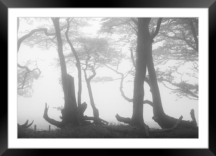 Lewesdon Beeches in Fog Framed Mounted Print by Colin Tracy