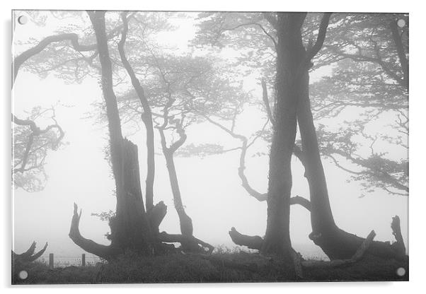 Lewesdon Beeches in Fog Acrylic by Colin Tracy