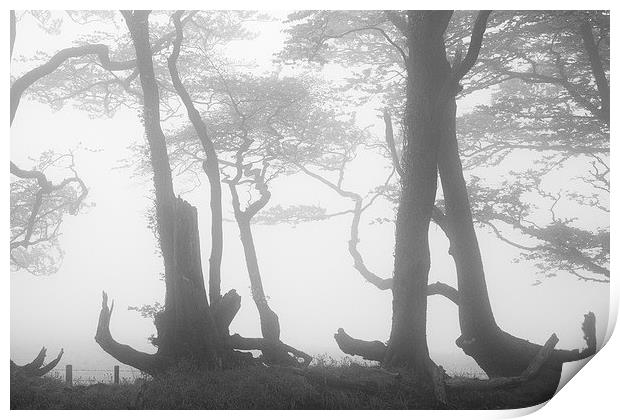 Lewesdon Beeches in Fog Print by Colin Tracy