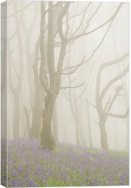 Bluebells and Beech Trees in the Fog Canvas Print by Colin Tracy