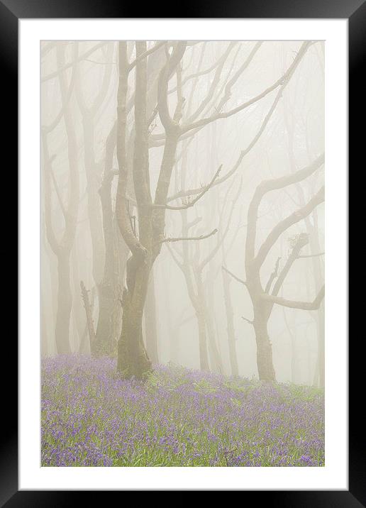 Bluebells and Beech Trees in the Fog Framed Mounted Print by Colin Tracy