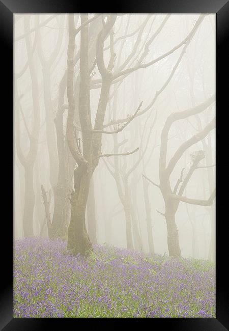 Bluebells and Beech Trees in the Fog Framed Print by Colin Tracy