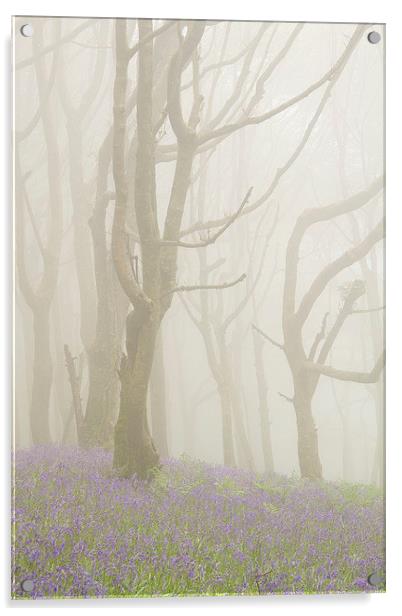 Bluebells and Beech Trees in the Fog Acrylic by Colin Tracy