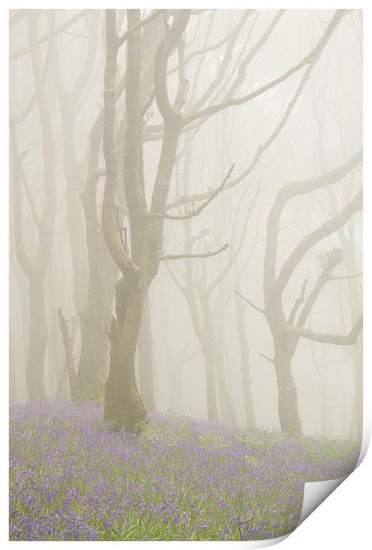 Bluebells and Beech Trees in the Fog Print by Colin Tracy