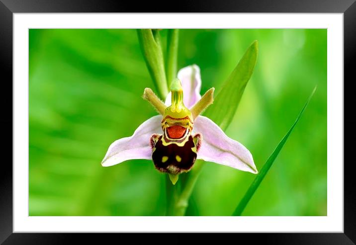 Bee Orchid  by JCstudios Framed Mounted Print by JC studios LRPS ARPS