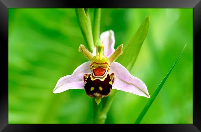 Bee Orchid  by JCstudios Framed Print by JC studios LRPS ARPS