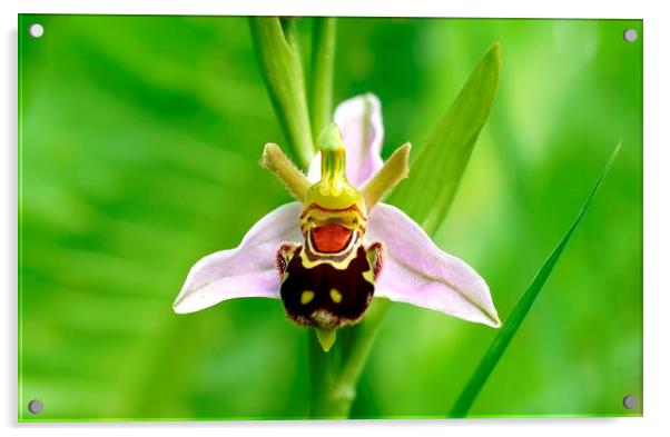 Bee Orchid  by JCstudios Acrylic by JC studios LRPS ARPS