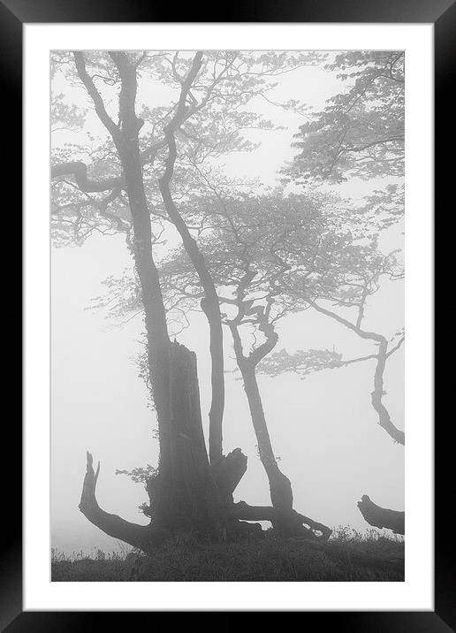 Lewesdon Beeches in Fog 2 Framed Mounted Print by Colin Tracy