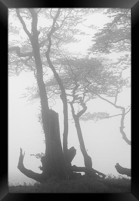 Lewesdon Beeches in Fog 2 Framed Print by Colin Tracy