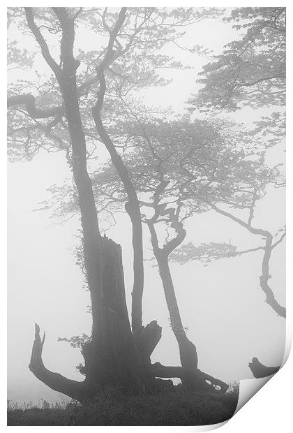 Lewesdon Beeches in Fog 2 Print by Colin Tracy