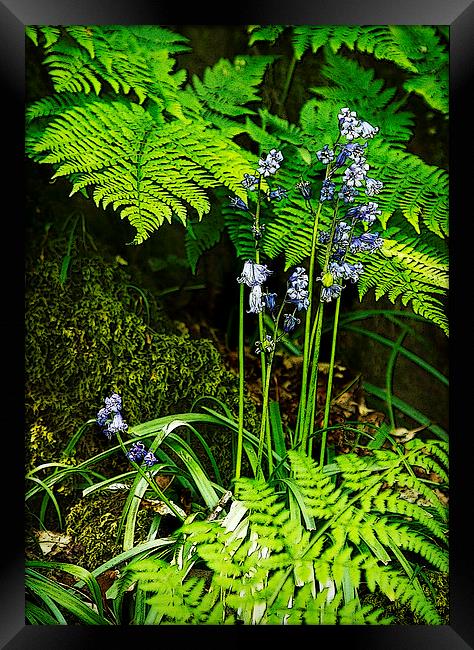 WOODLAND FLOOR Framed Print by Anthony R Dudley (LRPS)