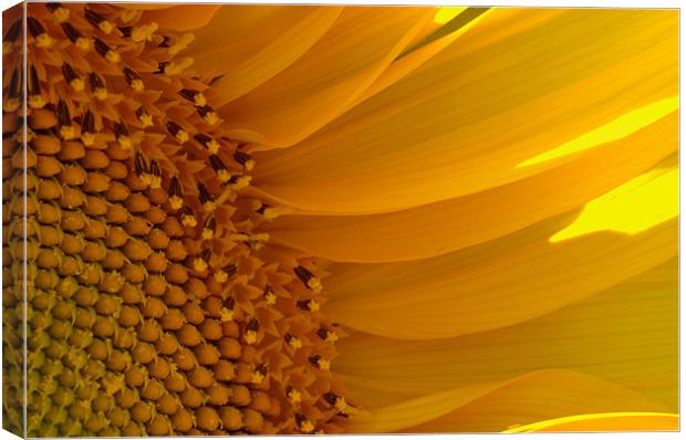 Sunflower Canvas Print by Stephen Maxwell