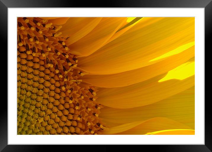 Sunflower Framed Mounted Print by Stephen Maxwell