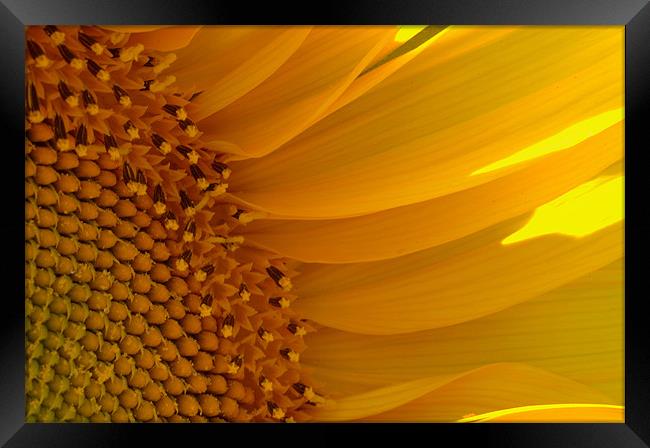 Sunflower Framed Print by Stephen Maxwell
