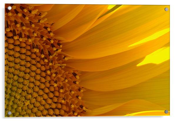 Sunflower Acrylic by Stephen Maxwell