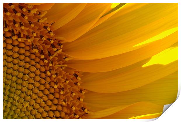Sunflower Print by Stephen Maxwell