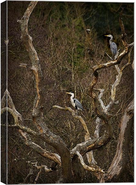GREY HERON LOOKOUT Canvas Print by Anthony R Dudley (LRPS)