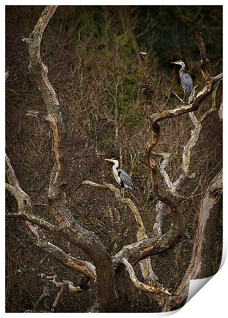 GREY HERON LOOKOUT Print by Anthony R Dudley (LRPS)