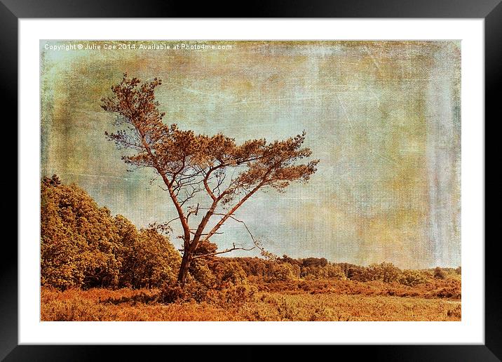 Holt Country Park 12 Framed Mounted Print by Julie Coe