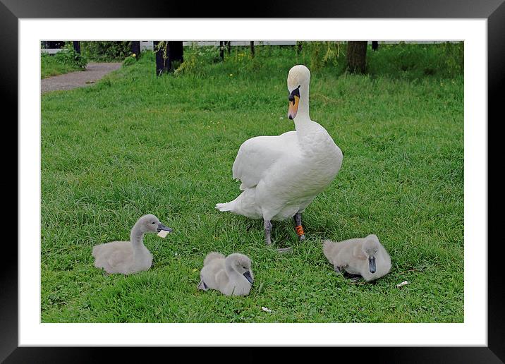 Mute Swan with Cygnets Framed Mounted Print by Tony Murtagh