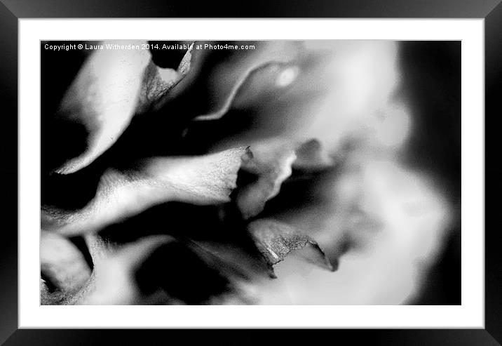 Carnation black and white Framed Mounted Print by Laura Witherden