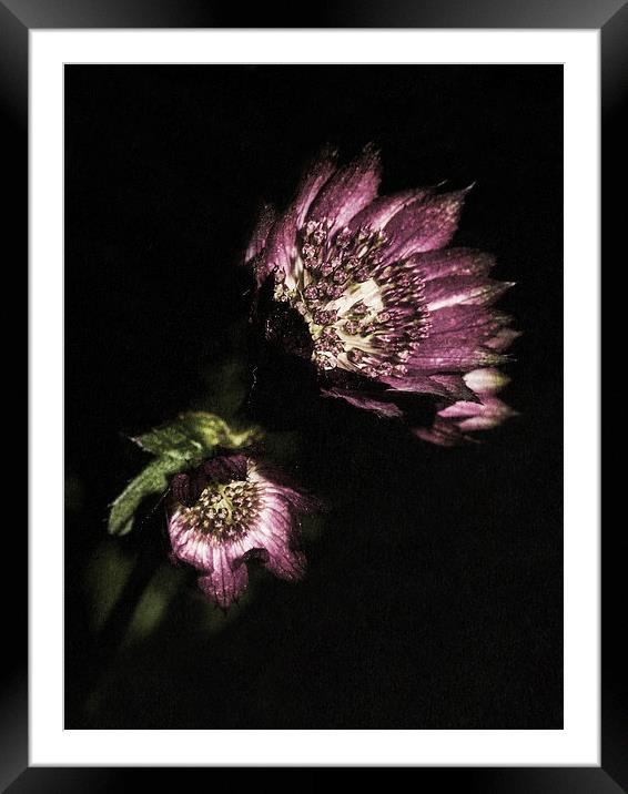 Purple petals Framed Mounted Print by Jon Mills