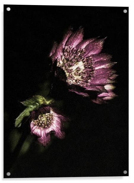 Purple petals Acrylic by Jon Mills