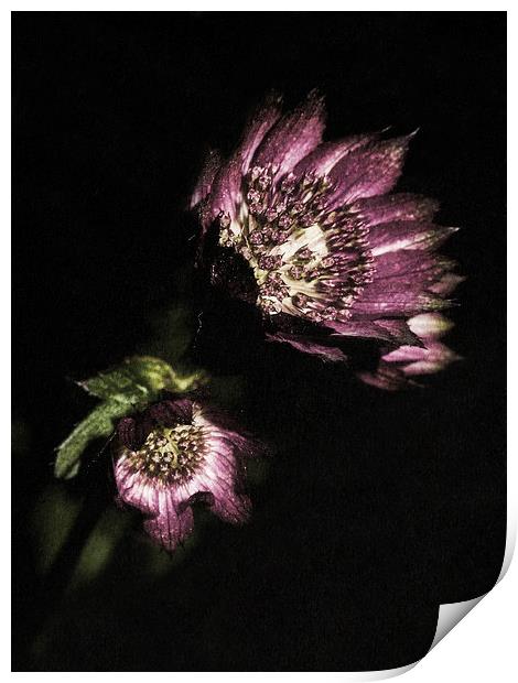 Purple petals Print by Jon Mills