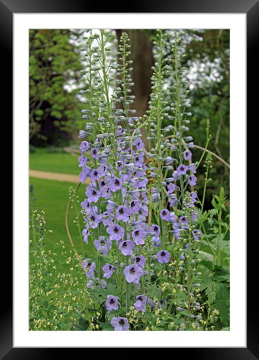 Delphiniums Framed Mounted Print by Tony Murtagh