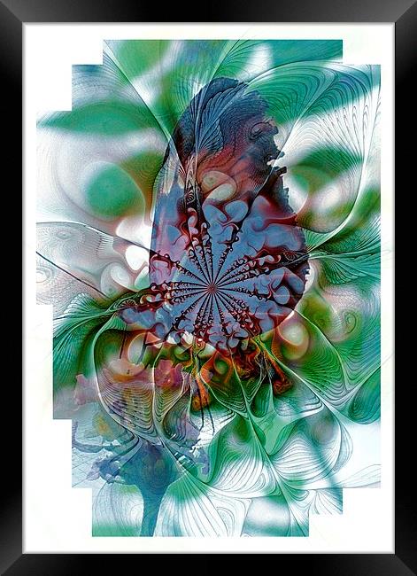 Butterfly 5 Framed Print by Amanda Moore