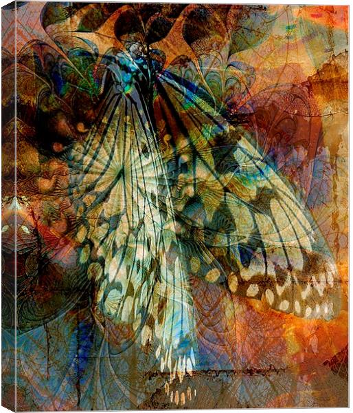 Butterfly Wings Canvas Print by Amanda Moore