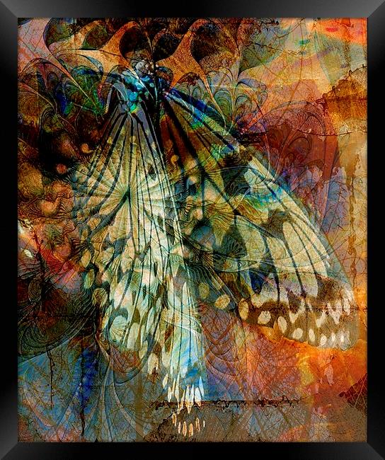 Butterfly Wings Framed Print by Amanda Moore