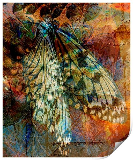 Butterfly Wings Print by Amanda Moore