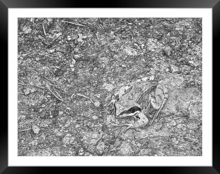 Toad on a path Framed Mounted Print by Jon Mills
