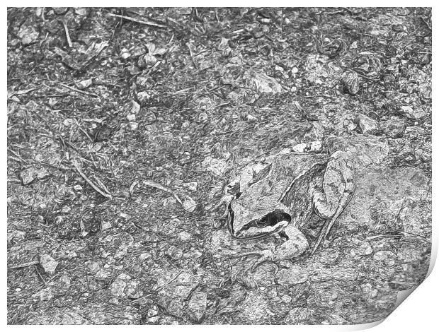 Toad on a path Print by Jon Mills